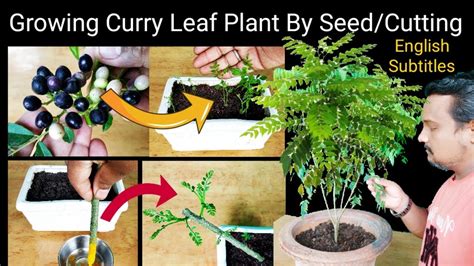 grow curry leaf plant  cuttings seed  updates