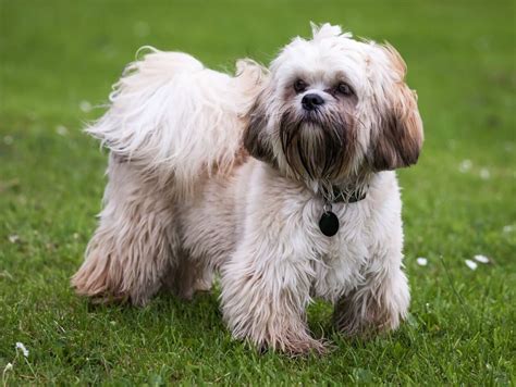 top  hypoallergenic dogs breeds pets nurturing