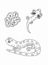 Salamander Amphibian Relatives Frogs sketch template