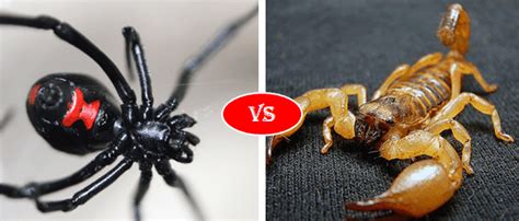Deathstalker Vs Black Widow Spider Fight Comparison Who