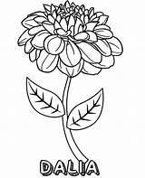 Kwiat Kolorowanka Dalia Nazwa Kolorowanki Druku Kolorowankę Wydrukuj sketch template