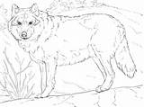 Wolf Coloring Pages Grey Printable Realistic Adults Drawing Color Animals Print Sheets Adult Wolfs Drawings Colouring Gray Animal Arctic Tundra sketch template