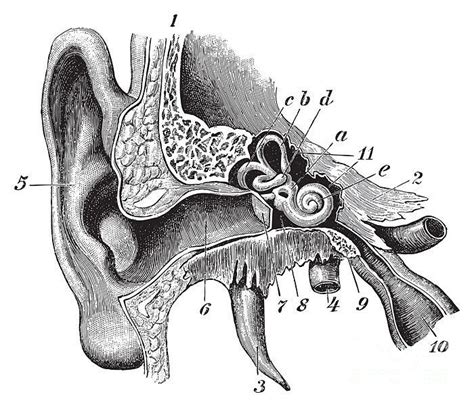 Human Ear Diagram Drawing Diagram Media