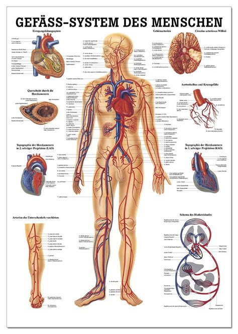 menschliche anatomie poster anatomie anatomie medicale anatomie