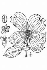 Dogwood Tree Coloring Pages Getcolorings Printable sketch template