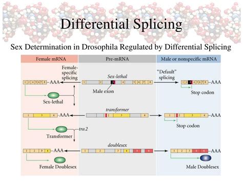 ppt differential gene expression powerpoint presentation free