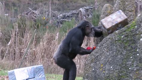 safaripark beekse bergen winterdroom kerstdiner chimpansee youtube