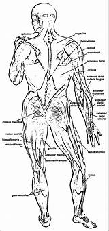 Physiology Anatomy Charts Coloringhome Anatomical Informasjon Diagrams Human sketch template
