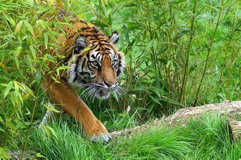 tiger sighting  sumatran highway   stir    surprise