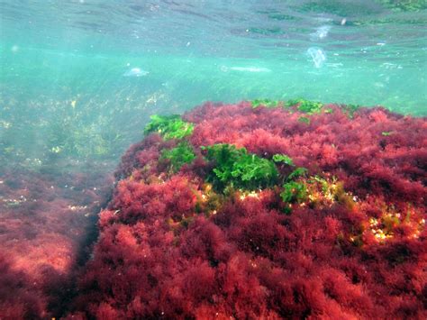 red algae gleam   depths marinefinlandfi