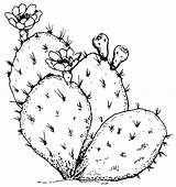 Cactus Outline Drawing Prickly Pear Line Coloring Pages Simple Color Thorn Flower Template Tumblr Drawings Clipart Clip Sketch Plants Vector sketch template