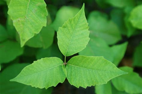 prevent  treat poison ivy