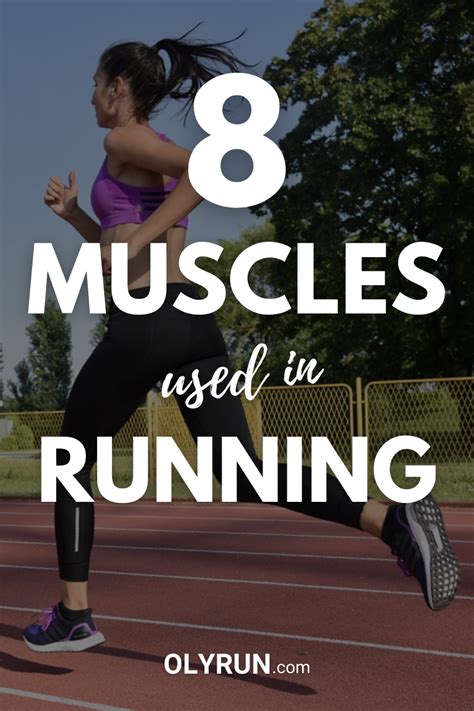 key muscles   running  main muscle groups olyrun