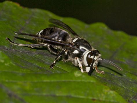 black  white wasp identification