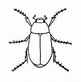 Insects Mayfly sketch template