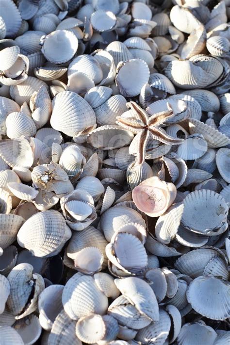 images  seashells  pinterest conch shells sea shells  clams