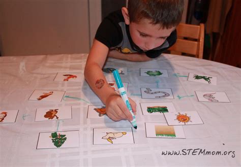 boy drawing food web   printable food chain activity cards
