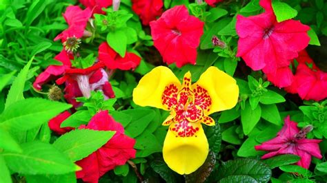 beautiful  maintenance flower thatll bring vibrant color