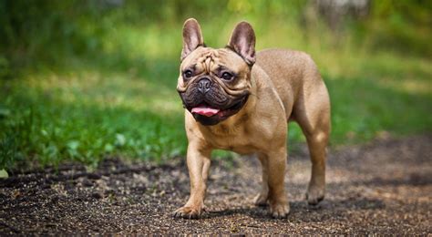 french bulldog dog breed profile top dog tips