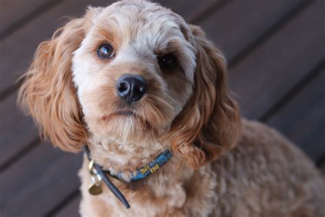 cavapoo dogs pros  cons  puppies  adults