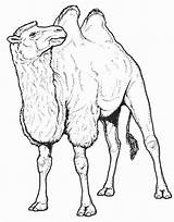 Chameau Camello Coloriage Colorat Camelo Camila Colorier Planse Animaux Camellos Desene Egypte 1665 Coloriages Bactriano Salbatice Animale Camels Supercoloring Dromedarios sketch template