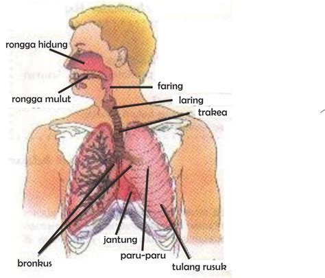 marsekal sistem pernafasan manusia