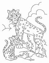 Cheetah Pages Coloring Cub Baby Tiger Print Colouring Cheetahs Printable Color Library Clipart Kids Popular Mum Coloringhome Clip Getcolorings Books sketch template