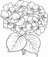 Hydrangea Sketch Flower Background Blooming Paintingvalley sketch template