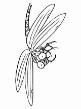 Libelle Dragonfly Libellen Kleurplaat Dragonflies Kleurplaten Malvorlage Stemmen Stimmen sketch template