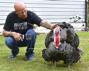 michigan man befriends wild turkey who moved into his yard wlkm radio