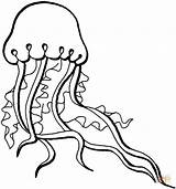 Jellyfish Qualle Meduza Medusa Medusas Kolorowanki Kwal Meduzy Kleurplaat Kolorowanka Realistic Kleurplaten sketch template