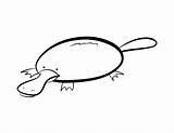 Platypus Coloring Pages Cliparts Clipart Favorites Add Color sketch template