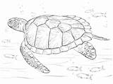 Sea Coloring Turtle Green Pages Realistic Turtles Printable Supercoloring Animals Ocean sketch template