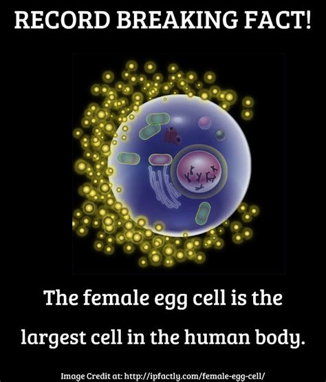 The Female Egg Cell Is The Largest Cell In The Human Body