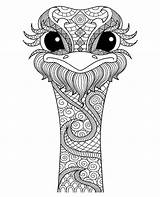 Coloring Adults Ostrich Mandala Pages Tattoo Drawings Adult Color Relaxing Drawn Hand Shirt 123rf Choose Board Animal Sold sketch template