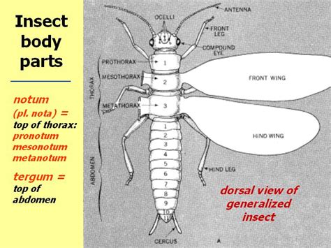 external morphology  insects