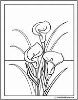 Lily Coloring Calla Pages Lilies Drawing Line Bouquet Color Stargazer Flowers Easter Simple Printable Pdf Printables Lillies Drawings Getdrawings Getcolorings sketch template