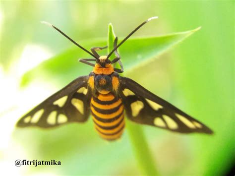 amata huebneri tiger moth