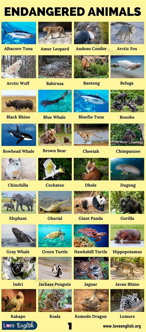endangered animals list  pictures
