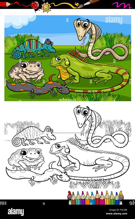reptiles  amphibians coloring book stock photo alamy