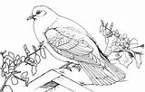 Pigeon Duif Bestcoloringpagesforkids sketch template