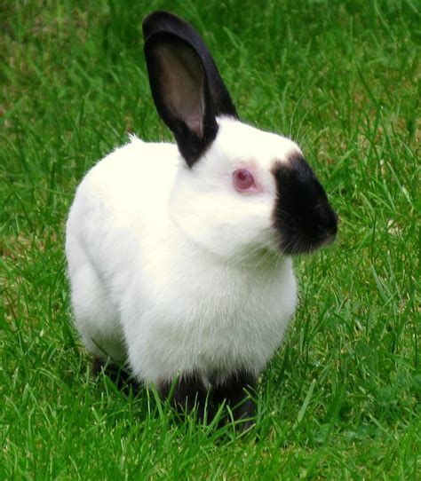 pets type  bunny rabbit