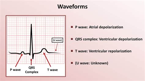 intro  ekg interpretation waveforms segments  intervals youtube