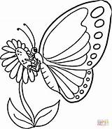 Coloring Monarch Butterfly Pages Printable sketch template