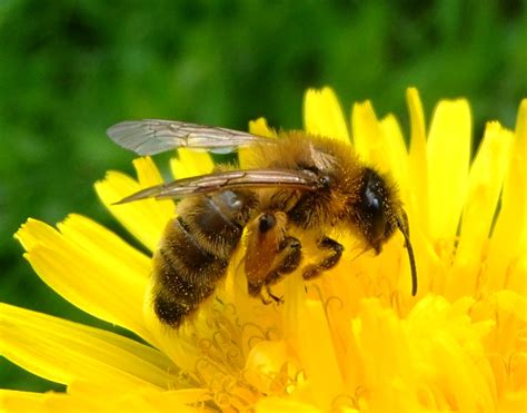 honey bee   dandelion sandy bedfordshire featured  flickr