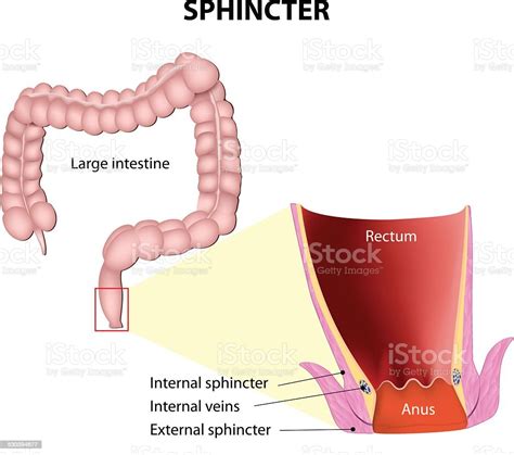 sphincters stock illustration download image now istock