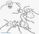 Ant Coloring Ants Pages Drawing Colony Hill Clipart Printable Pencil Insects Kids Color Cartoon Anthill Marching Cliparts Drawings Getdrawings Getcolorings sketch template