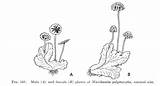 Liverworts Marchantia Moss Professor Botany Their Lie Structures Reproductive Except Flat sketch template