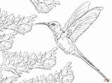 Hummingbird Swallow Tail Hummingbirds Colorir Golondrinas Beija Supercoloring Colouring sketch template