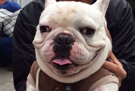 happy face pets french bulldog bulldog
